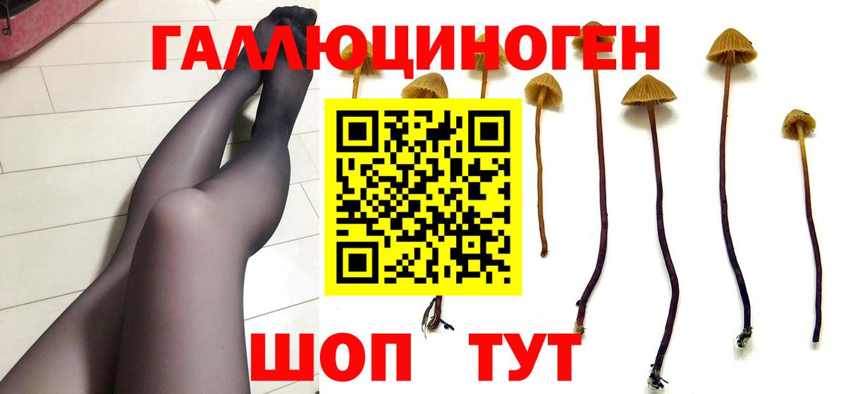 Дмитров  Псилоцибиновые грибы Cubensis  Вход с VPN 